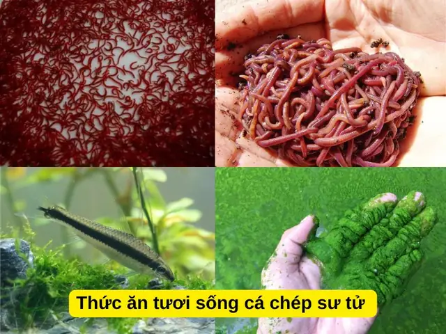 Cá Chép Đỏ Ăn Gì: Khám Phá Chế Độ Dinh Dưỡng Tốt Nhất Cho Cá Cảnh