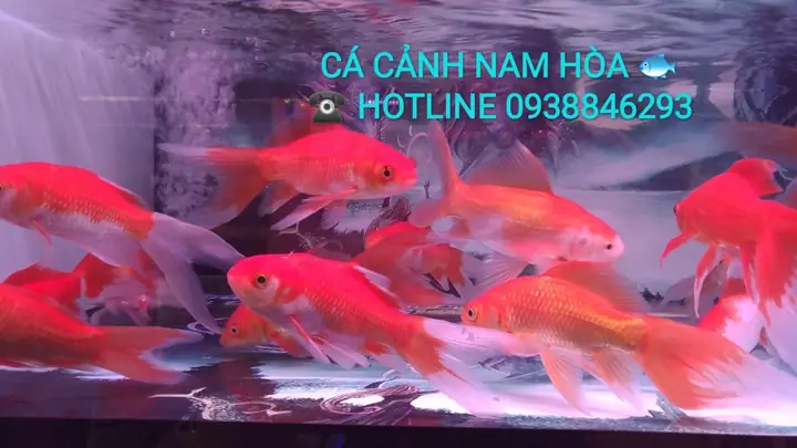 Cá Chép Nam Dương: Đặc Điểm, Phân Loại Và Lưu Ý Nuôi