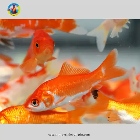 Cá Chép Nam Dương: Đặc Điểm, Phân Loại Và Lưu Ý Nuôi