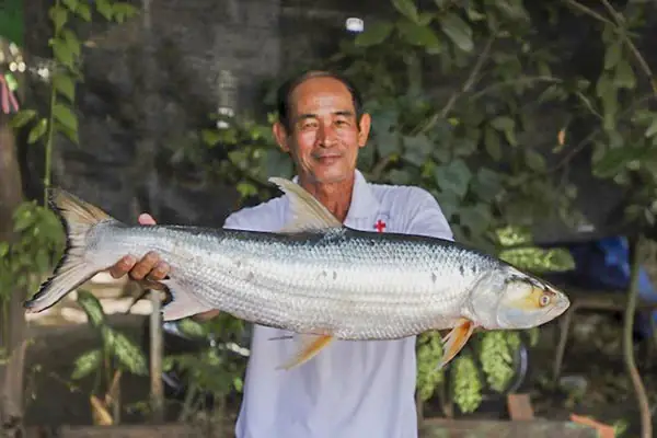 Cá Chép Hồi Khổng Lồ: "ma Sông Mekong" Tái Xuất Sau Gần 20 Năm Vắng Bóng