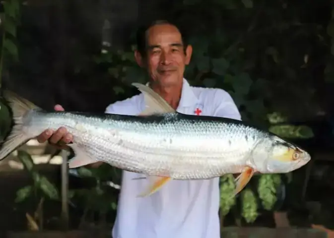 Cá Chép Hồi Khổng Lồ: "ma Sông Mekong" Tái Xuất Sau Gần 20 Năm Vắng Bóng