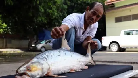 Cá Chép Khổng Lồ Sông Mekong: Đặc Điểm, Phân Bố Và Sự Tái Xuất Kỳ Diệu