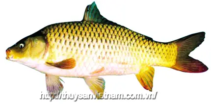 Cá Chép Lai V1: Đặc Điểm, Ưu Điểm Vượt Trội Và Kỹ Thuật Nuôi Hiệu Quả
