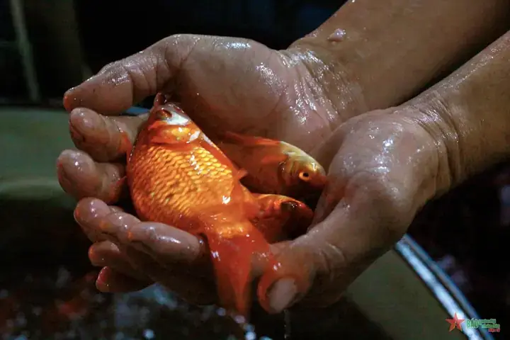Cá Chép Mặt Người Là Gì? Sự Thật Về Loài Cá Kỳ Lạ Gây Sốt Cộng Đồng Mạng Cá Chép Mặt Người Là Gì? Sự Thật Về Loài Cá Kỳ Lạ Gây Sốt Cộng Đồng Mạng