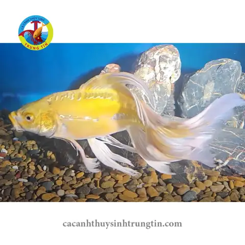 Cá Chép Nhật Vẩy Rồng: Đặc Điểm, Vẻ Đẹp Và Kinh Nghiệm Nuôi