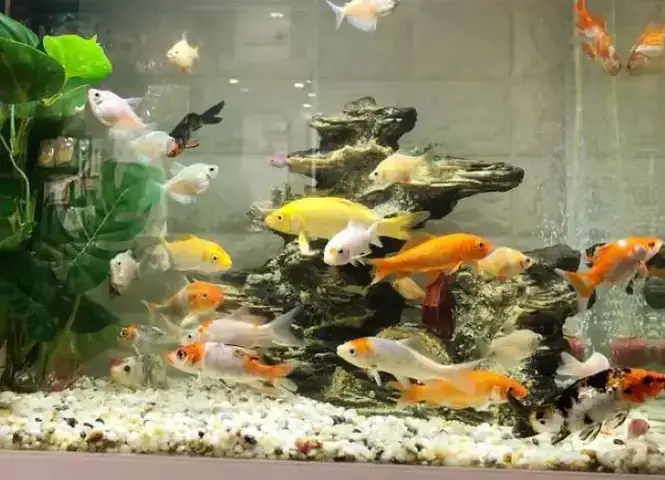 Hướng Dẫn Chi Tiết Cách Nuôi Cá Chép Trong Bể Kính Sinh Động