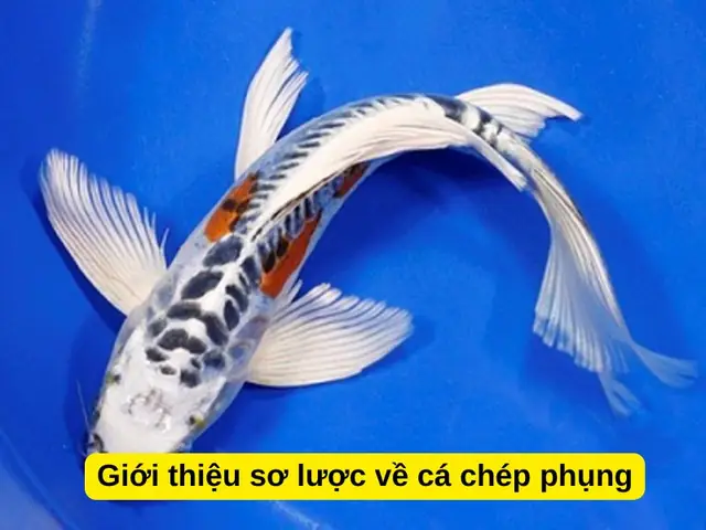 Cá Chép Phụng Vảy Rồng: Đặc Điểm, Cách Nuôi Và Ý Nghĩa Phong Thủy