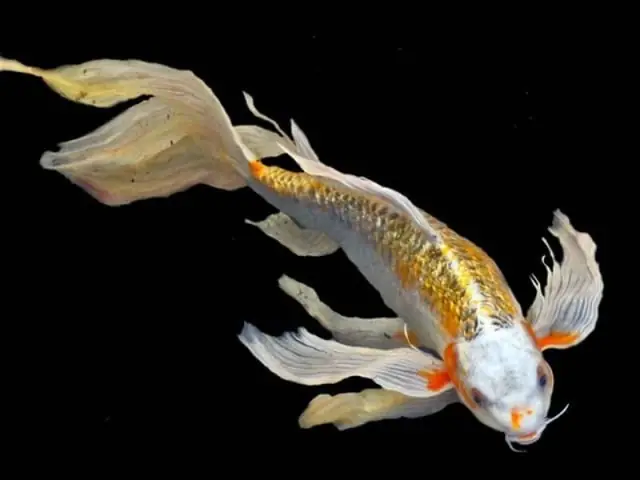 Cá Chép Phụng Vảy Rồng: Đặc Điểm, Cách Nuôi Và Ý Nghĩa Phong Thủy