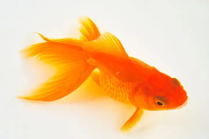 Cá Chép Vàng Nhỏ: Đặc Điểm, Cách Nuôi Và Giá Bán Phổ Biến