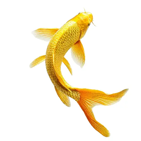 Tải Miễn Phí Hình Ảnh Cá Chép Vàng Png Chất Lượng Cao | Vector & Minh Họa