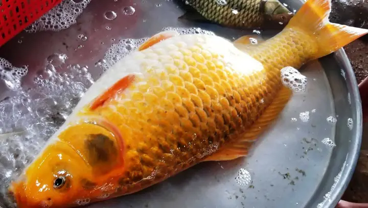 Cá Chép Vàng To: Kích Thước, Đặc Điểm Và Các Câu Hỏi Thường Gặp