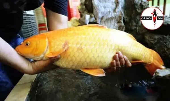 Cá Chép Vàng To: Kích Thước, Đặc Điểm Và Các Câu Hỏi Thường Gặp