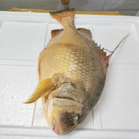 Cá Chìa Vôi Sông: Đặc Điểm, Giá Trị Và Nơi Tìm Thấy