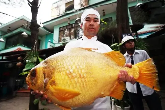 Cá Chìa Vôi Sông: Đặc Điểm, Giá Trị Và Nơi Tìm Thấy