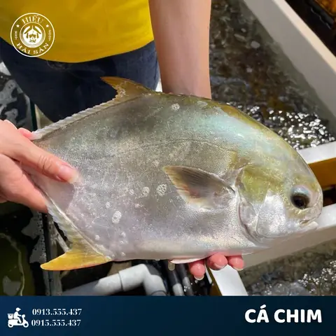 Cá Chim Biển Tự Nhiên: Giá Trị Dinh Dưỡng, Lợi Ích & Cách Chế Biến Ngon
