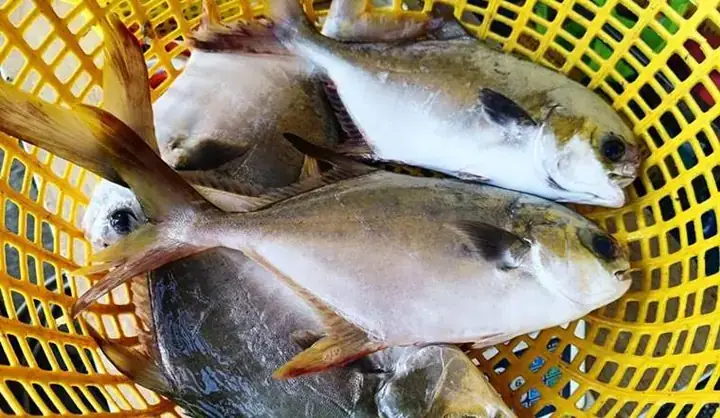 Cá Chim Nước Ngọt Hay Mặn: Phân Biệt Và Đặc Điểm Chi Tiết Cá Chim Nước Ngọt Hay Mặn: Phân Biệt Và Đặc Điểm Chi Tiết