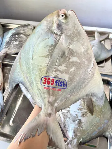 Cá Chim Trắng Biển: Đặc Điểm, Dinh Dưỡng Và Cách Chế Biến Ngon Cá Chim Trắng Biển: Đặc Điểm, Dinh Dưỡng Và Cách Chế Biến Ngon