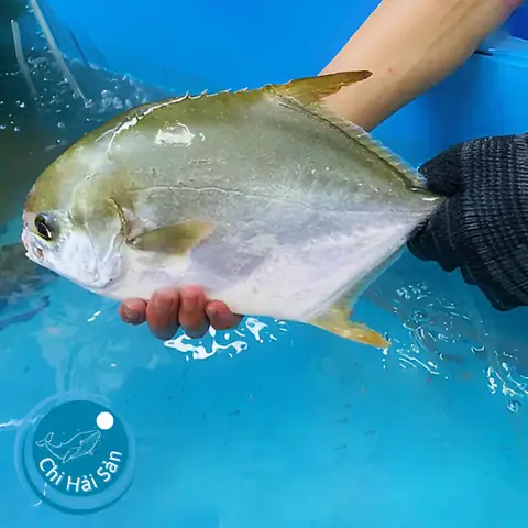 Cá Chim Trắng Biển: Đặc Điểm, Dinh Dưỡng Và Cách Chế Biến Ngon Cá Chim Trắng Biển: Đặc Điểm, Dinh Dưỡng Và Cách Chế Biến Ngon