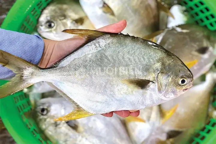 Bảng Giá Cá Chim Trắng: Cập Nhật Mới Nhất & Thông Tin Chi Tiết 2024