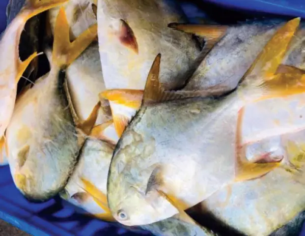 Cá Chim Vây Vàng: Kỹ Thuật Nuôi, Đặc Điểm & Lợi Ích Kinh Tế Cá Chim Vây Vàng: Kỹ Thuật Nuôi, Đặc Điểm & Lợi Ích Kinh Tế