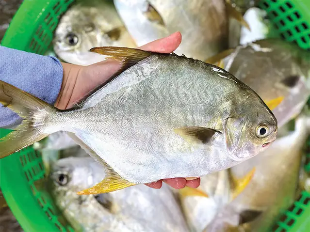 Cá Chim Vây Vàng: Kỹ Thuật Nuôi, Đặc Điểm & Lợi Ích Kinh Tế Cá Chim Vây Vàng: Kỹ Thuật Nuôi, Đặc Điểm & Lợi Ích Kinh Tế