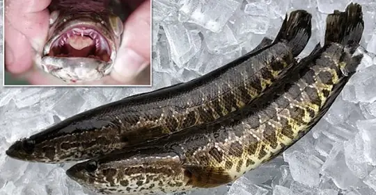 Cá Chuối Khổng Lồ: Đặc Điểm, Kích Thước Và Nơi Bắt Gặp