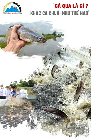 Cá Chuối Miền Nam Gọi Là Gì? Các Tên Gọi Khác Phổ Biến