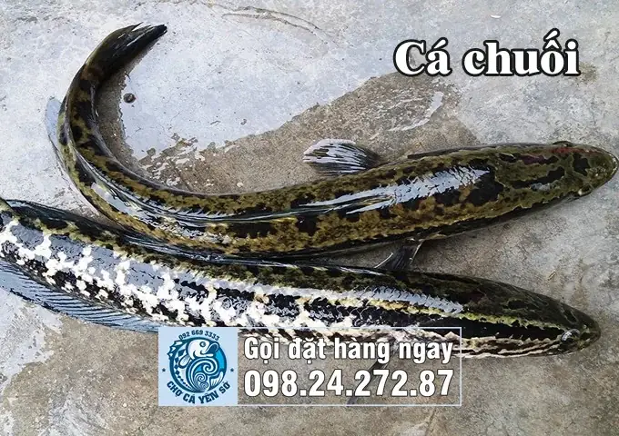 Cá Chuối Và Cá Lóc: Phân Biệt, Đặc Điểm Và Tên Gọi Vùng Miền