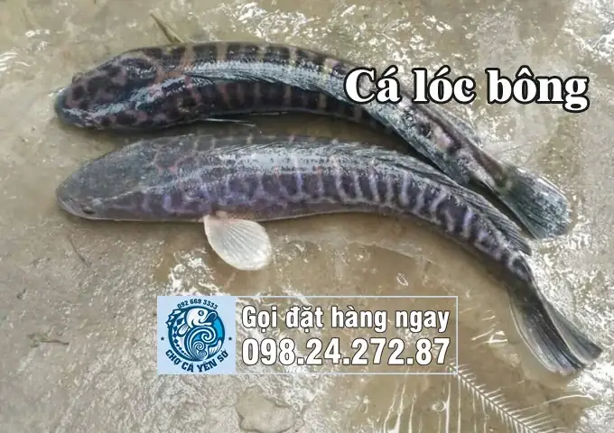 Cá Chuối Và Cá Lóc: Phân Biệt, Đặc Điểm Và Tên Gọi Vùng Miền