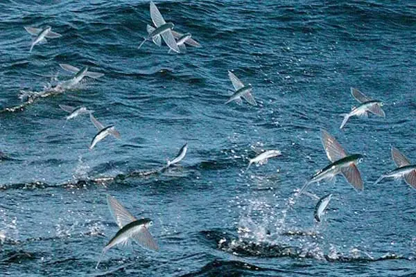 Cá Chuồn: Loài Cá Biệt "bay" Trên Mặt Biển - Khám Phá Sự Thật Đằng Sau Hiện Tượng Kỳ Diệu
