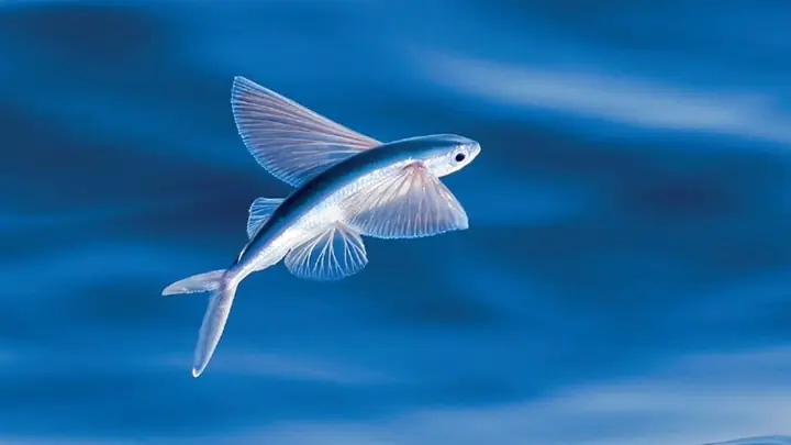 Cá Chuồn Biết Bay: Khám Phá Loài Cá "vỗ Cánh" Độc Đáo Trên Biển