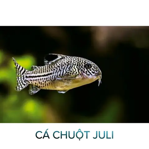 Cá Chuột Dọn Bể: Đặc Điểm, Lợi Ích Và Cách Nuôi Chuẩn