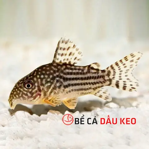 Cách Phân Biệt Cá Chuột Đực Cái: Dấu Hiệu Nhận Biết Và Kỹ Thuật Nuôi Sinh Sản