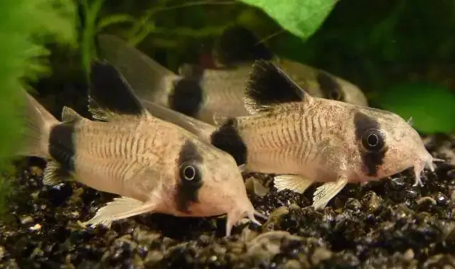 Cá Chuột Gấu Trúc (panda Cory): Đặc Điểm, Nuôi Dưỡng Và Ý Nghĩa Trong Thủy Sinh