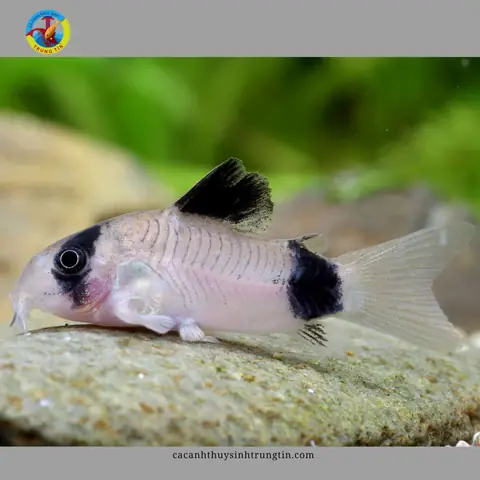 Cá Chuột Gấu Trúc (panda Cory): Đặc Điểm, Nuôi Dưỡng Và Ý Nghĩa Trong Thủy Sinh