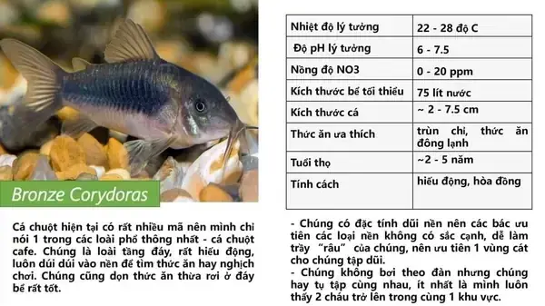 Cá Chuột Có Hút Nhớt Cá Khác Không? Giải Đáp Tất Tần Tật Sự Thật