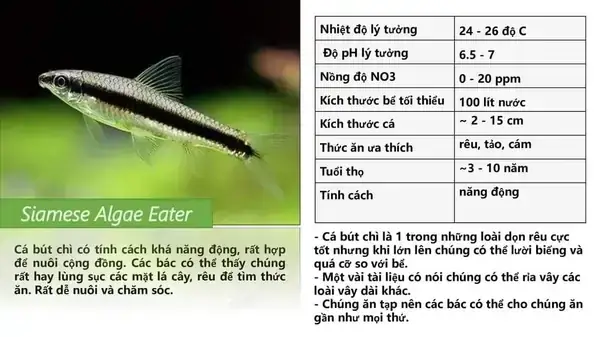 Cá Chuột Có Hút Nhớt Cá Khác Không? Giải Đáp Tất Tần Tật Sự Thật