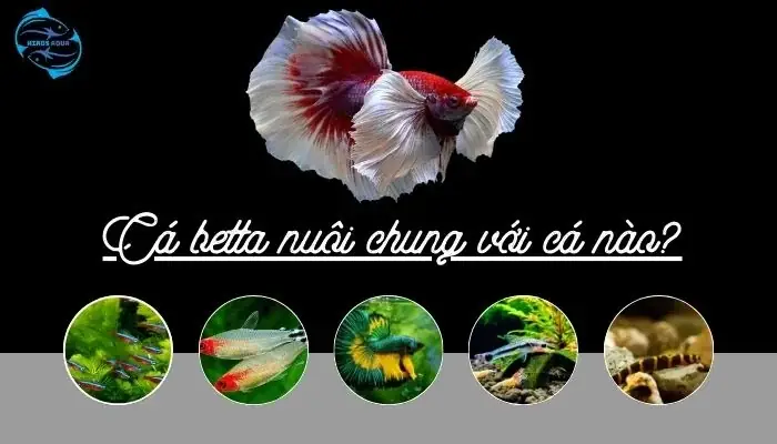 Cá Chuột Nuôi Chung Với Cá Gì? Lựa Chọn Hoàn Hảo Cho Bể Thủy Sinh