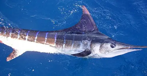 Cá Cờ Ấn Độ (black Marlin): Đặc Điểm, Phân Bố Và Giá Trị