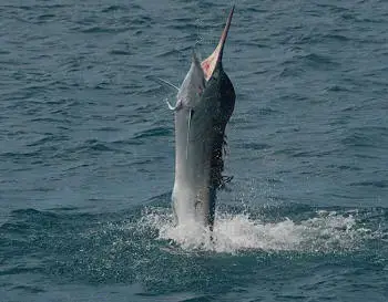 Cá Cờ Ấn Độ (black Marlin): Đặc Điểm, Phân Bố Và Giá Trị