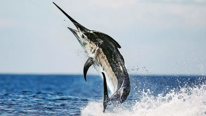 Cá Cờ Ấn Độ (black Marlin): Đặc Điểm, Phân Bố Và Giá Trị