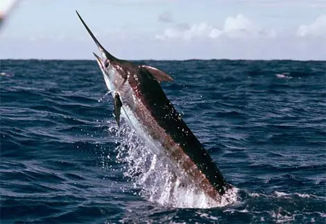 Cá Cờ Ấn Độ (black Marlin): Đặc Điểm, Phân Bố Và Giá Trị