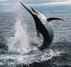 Cá Cờ Ấn Độ (black Marlin): Đặc Điểm, Phân Bố Và Giá Trị