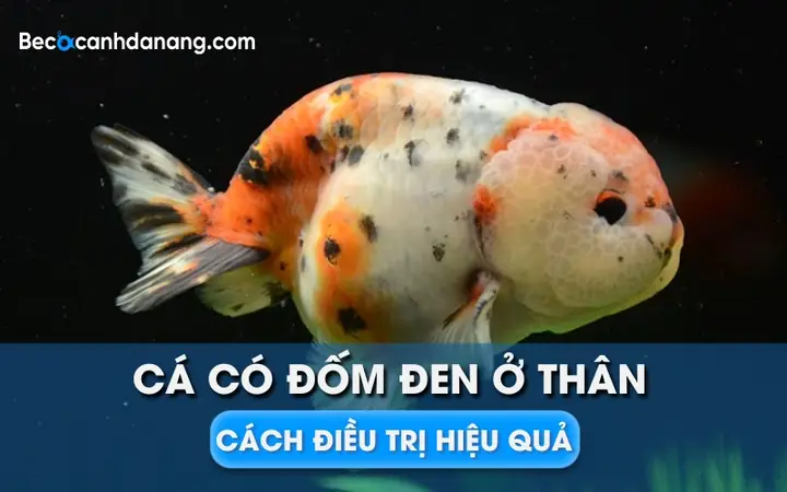 Cá Có Chấm Đen Ở Đuôi Là Cá Gì? Nhận Diện & Nguyên Nhân Phổ Biến
