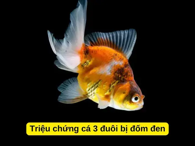 Cá Có Chấm Đen Ở Đuôi Là Cá Gì? Nhận Diện & Nguyên Nhân Phổ Biến