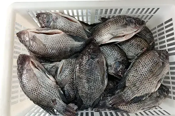 Cá Có Hệ Tuần Hoàn Gì? Cấu Tạo & Cơ Chế Hoạt Động Chi Tiết