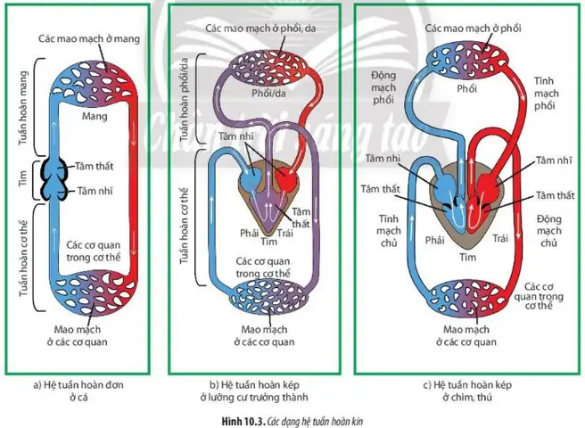 Cá Có Hệ Tuần Hoàn Gì? Cấu Tạo & Cơ Chế Hoạt Động Chi Tiết