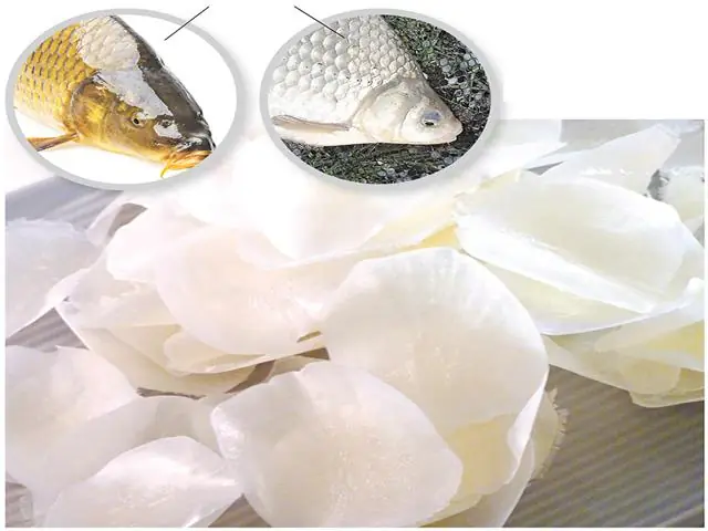 Cá Có Mấy Vây? Cấu Tạo Và Chức Năng Từng Loại Vây Cá Cá Có Mấy Vây? Cấu Tạo Và Chức Năng Từng Loại Vây Cá