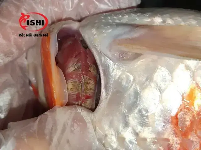 Cá Cọ Mình Vào Thành Bể: Nguyên Nhân, Dấu Hiệu & Cách Xử Lý Hiệu Quả