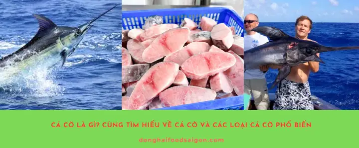 Cá Cờ Tiếng Anh Là Gì? Các Thuật Ngữ Liên Quan Và Ý Nghĩa